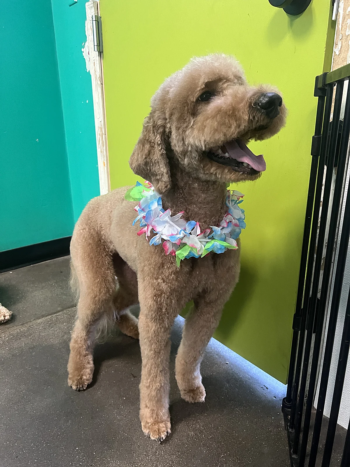 A freshly groomed doodle in an Aloha lei at Johnny's Doghouse, Tempe