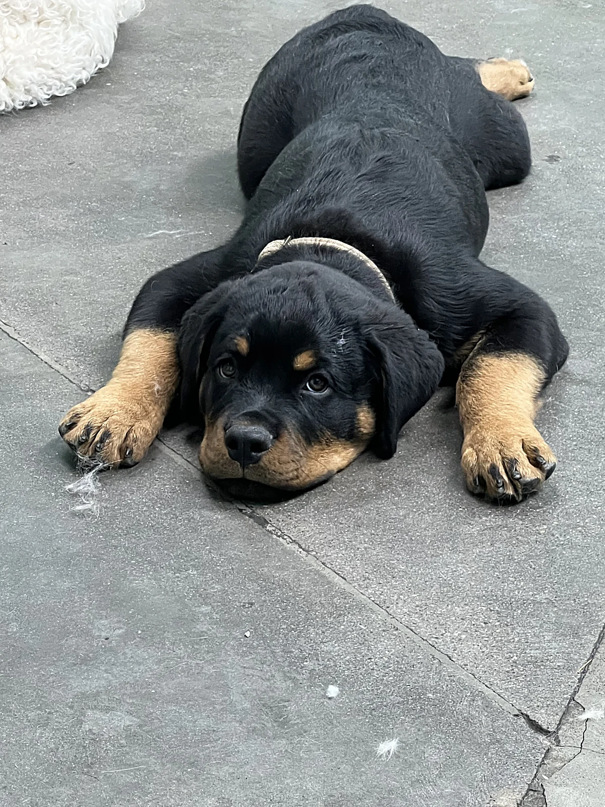 A Rottweiler puppy relaxing at Johnny's Doghouse, Tempe