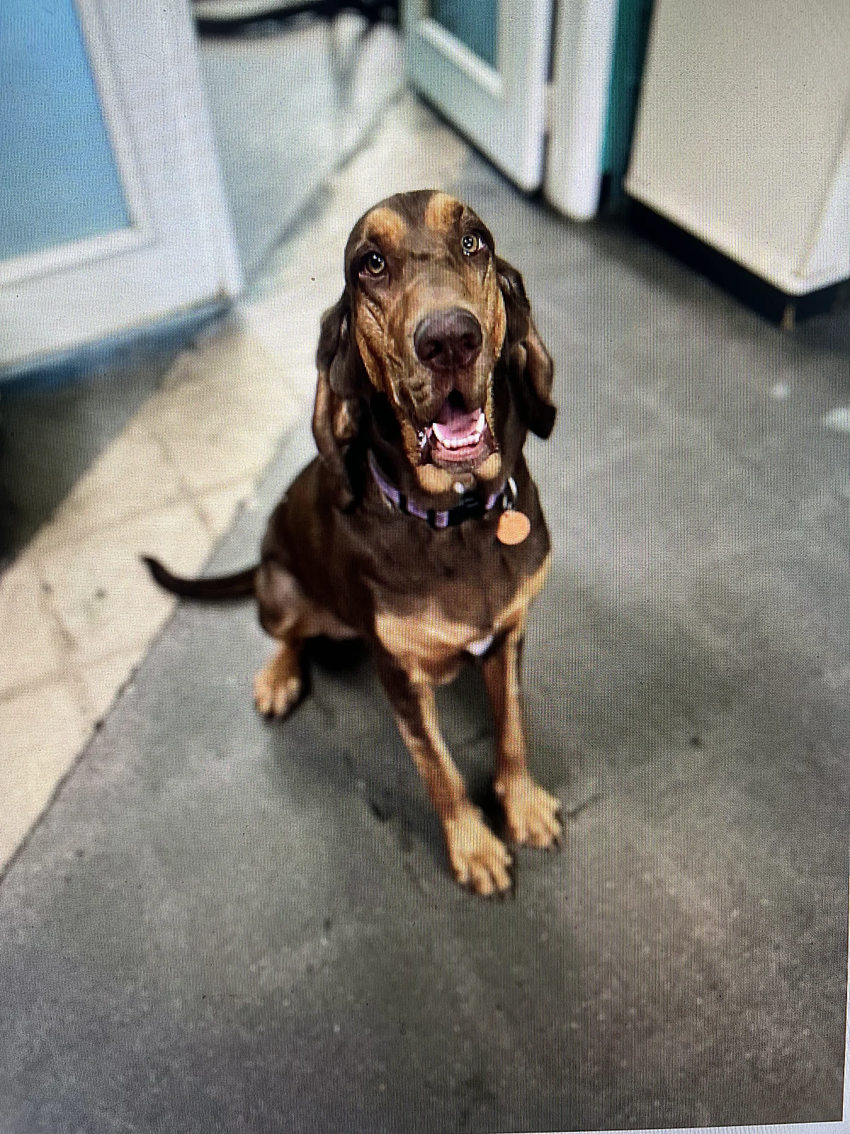 A happy hound greeting the camera at Johnny's Doghouse, Tempe