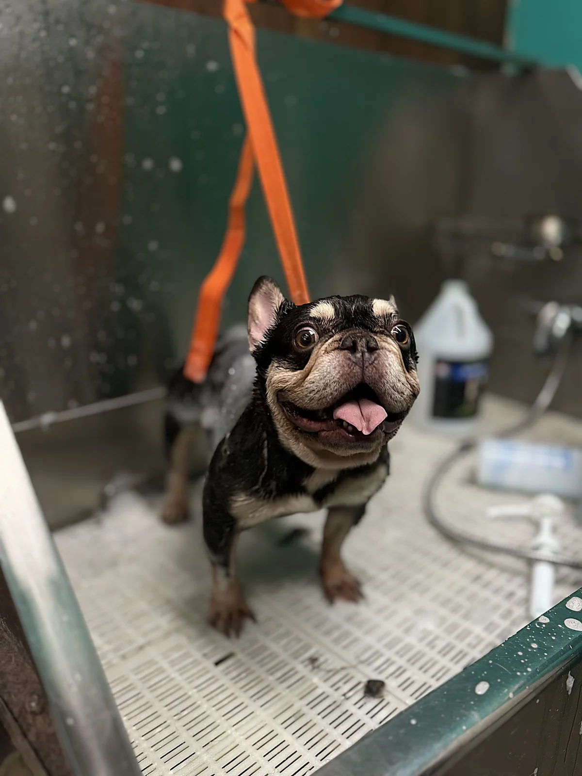 A French bulldog enjoying a bath at Johnny's Doghouse self-wash, Tempe