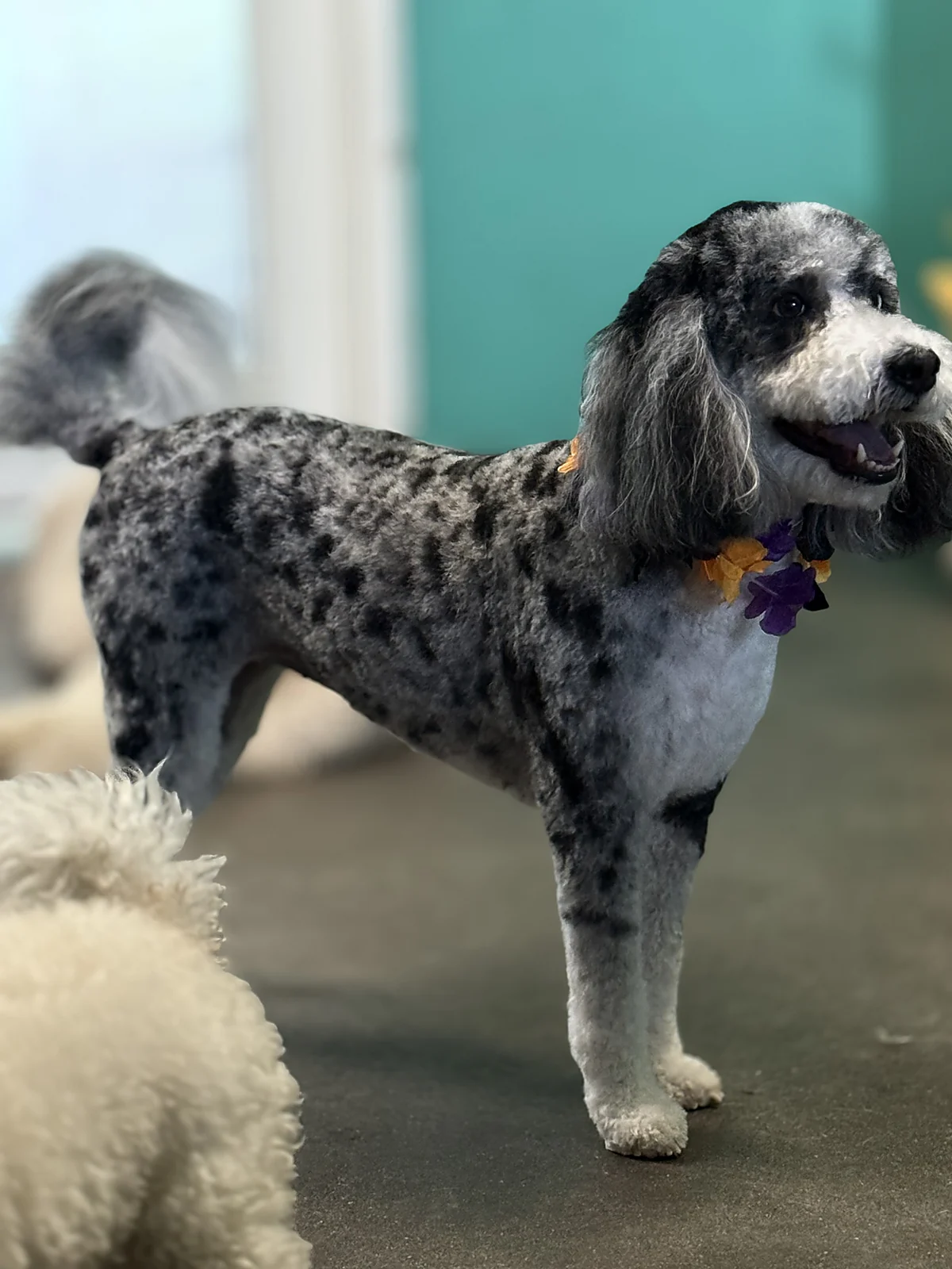 A merle doodle in an Aloha lei at Johnny's Doghouse, Tempe