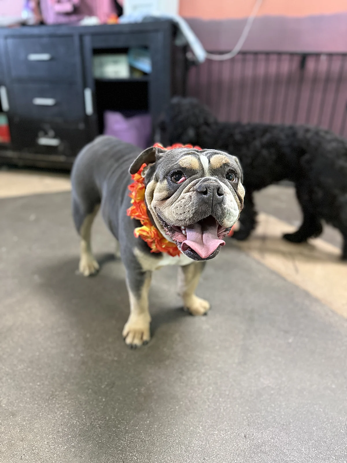 A smiling English bulldog at Johnny's Doghouse, Tempe