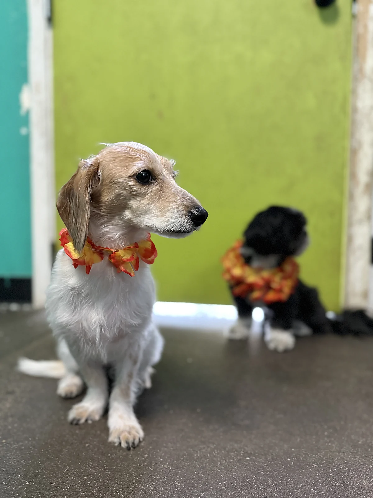 A dachshund in an Aloha lei at Johnny's Doghouse, Tempe