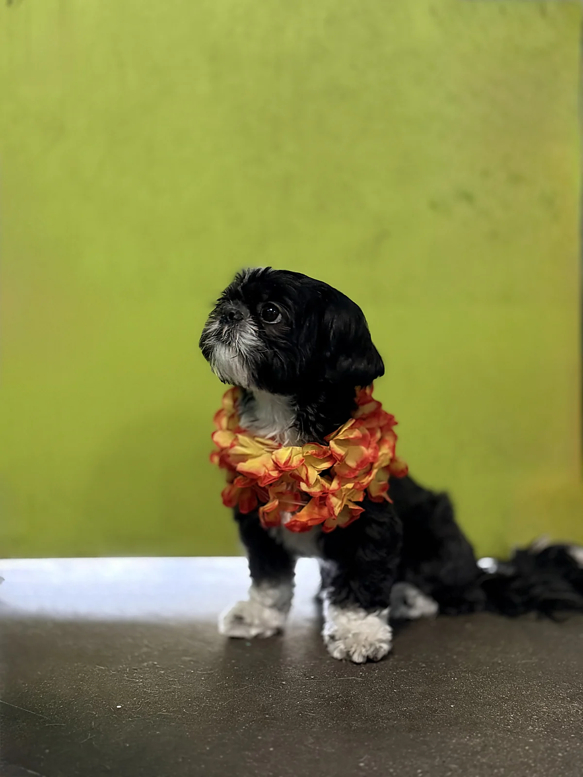 A freshly washed shih tzu, clean and happy, at Johnny's Doghouse self-wash, Tempe