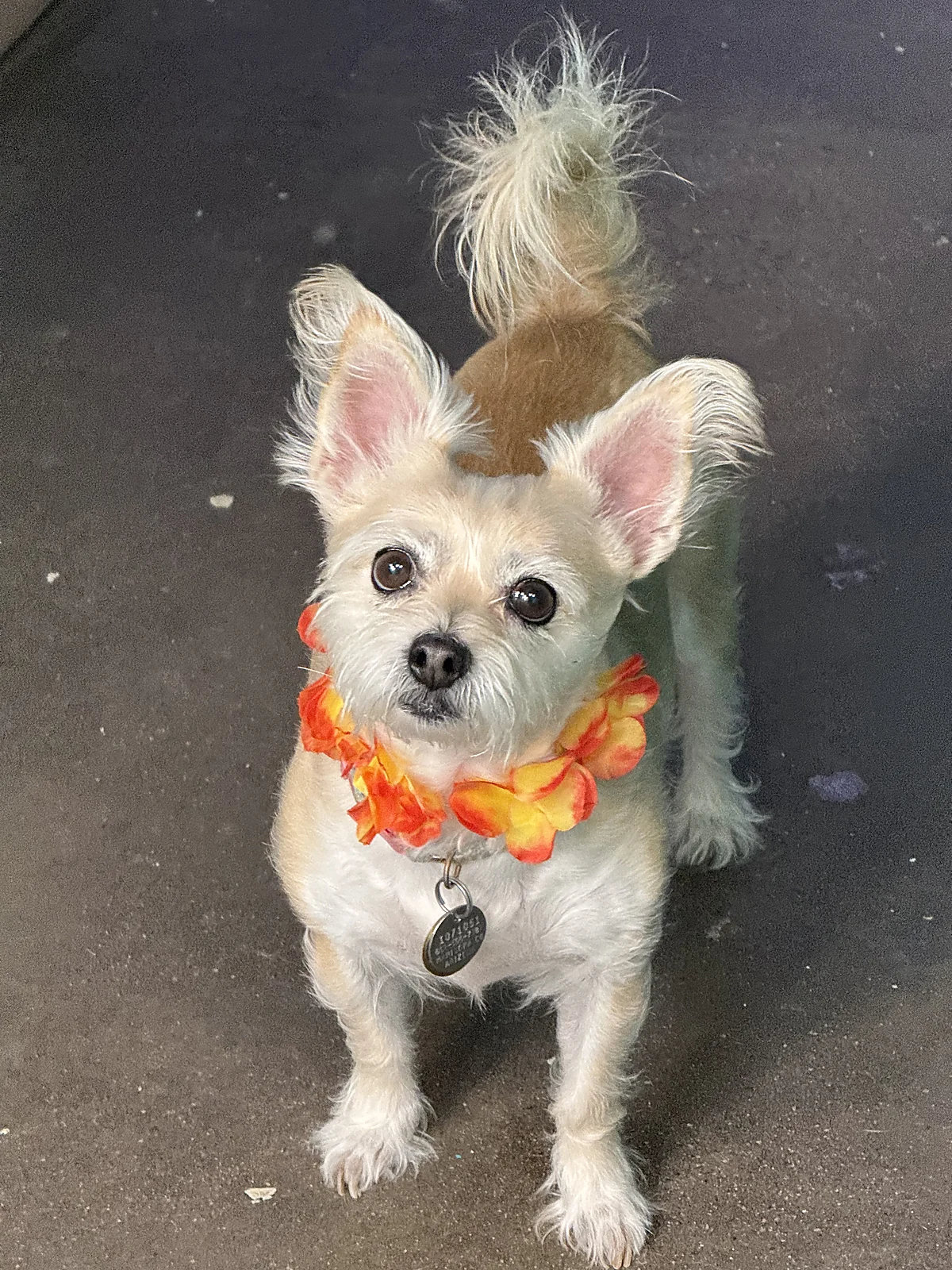 A little terrier in an Aloha lei at Johnny's Doghouse, Tempe