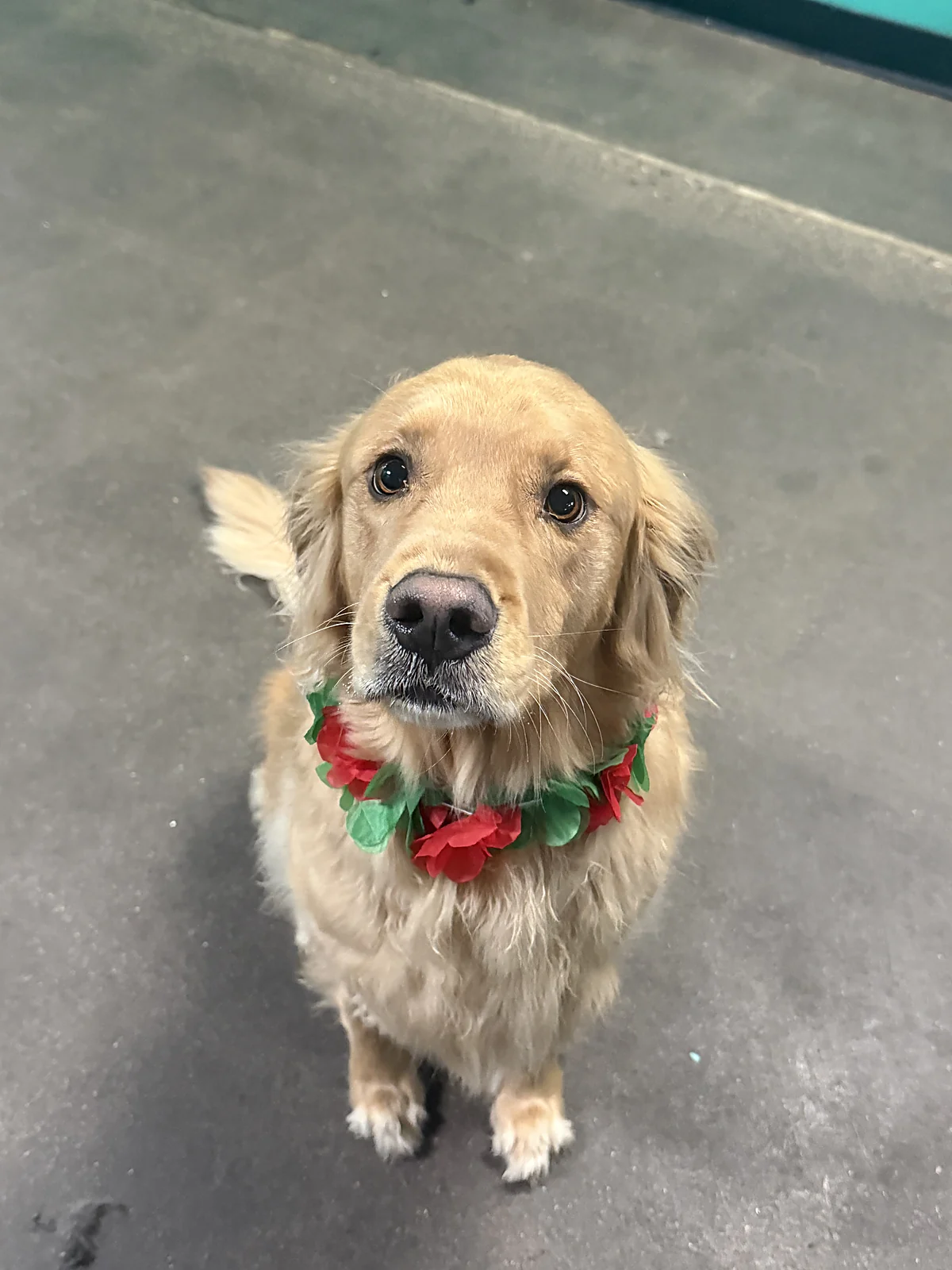 A freshly groomed golden retriever at Johnny's Doghouse, Tempe