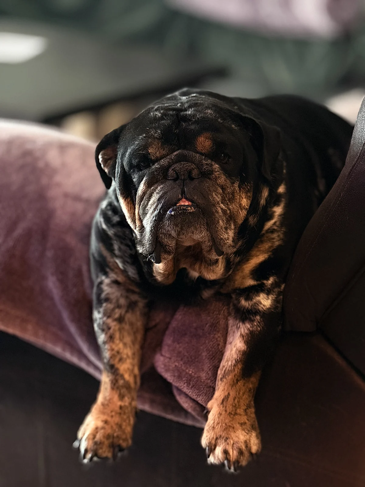 A bulldog relaxing on a couch during a boarding stay at Johnny's Doghouse, Tempe