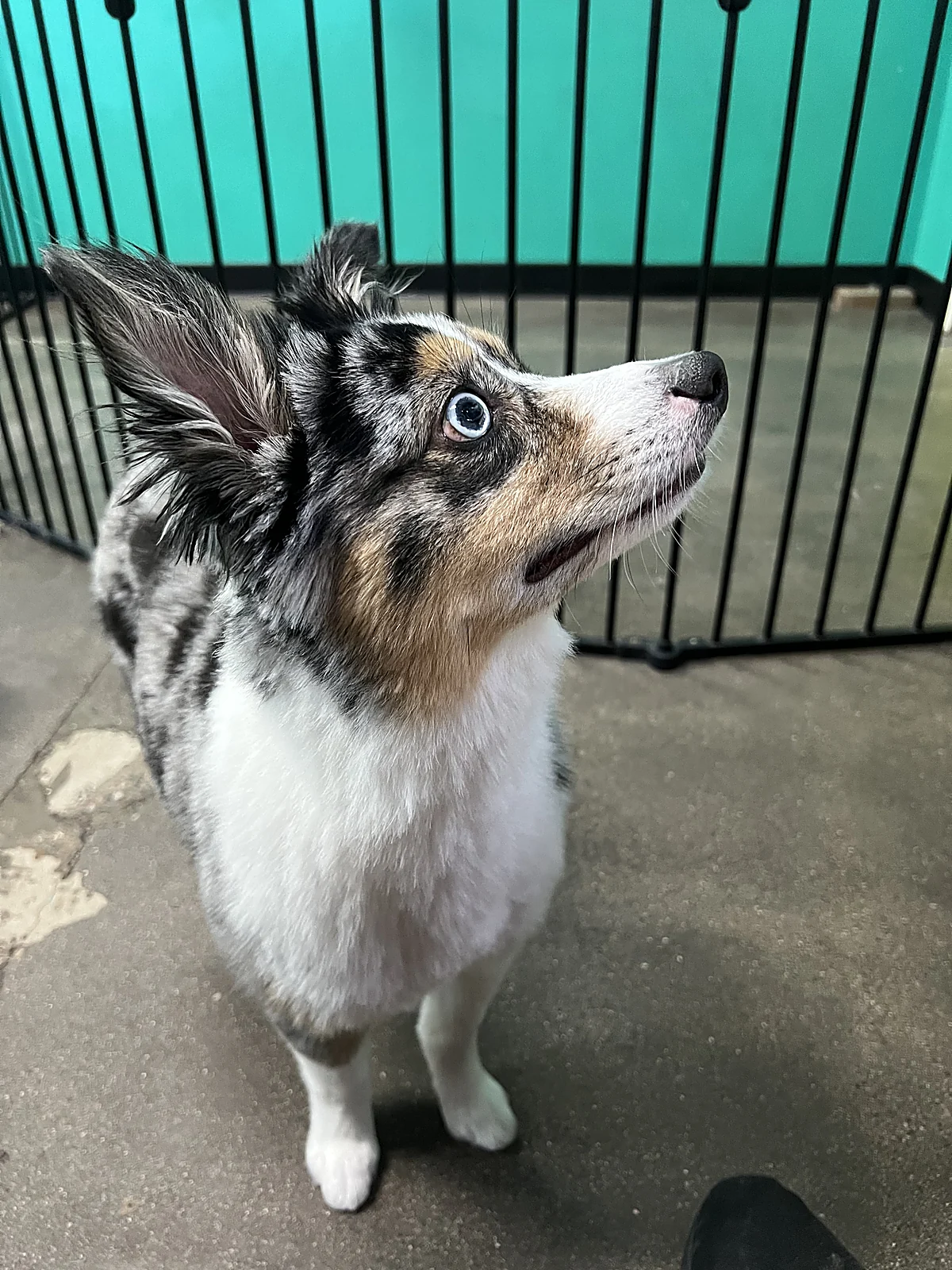 An Australian shepherd looking up at Johnny's Doghouse, Tempe