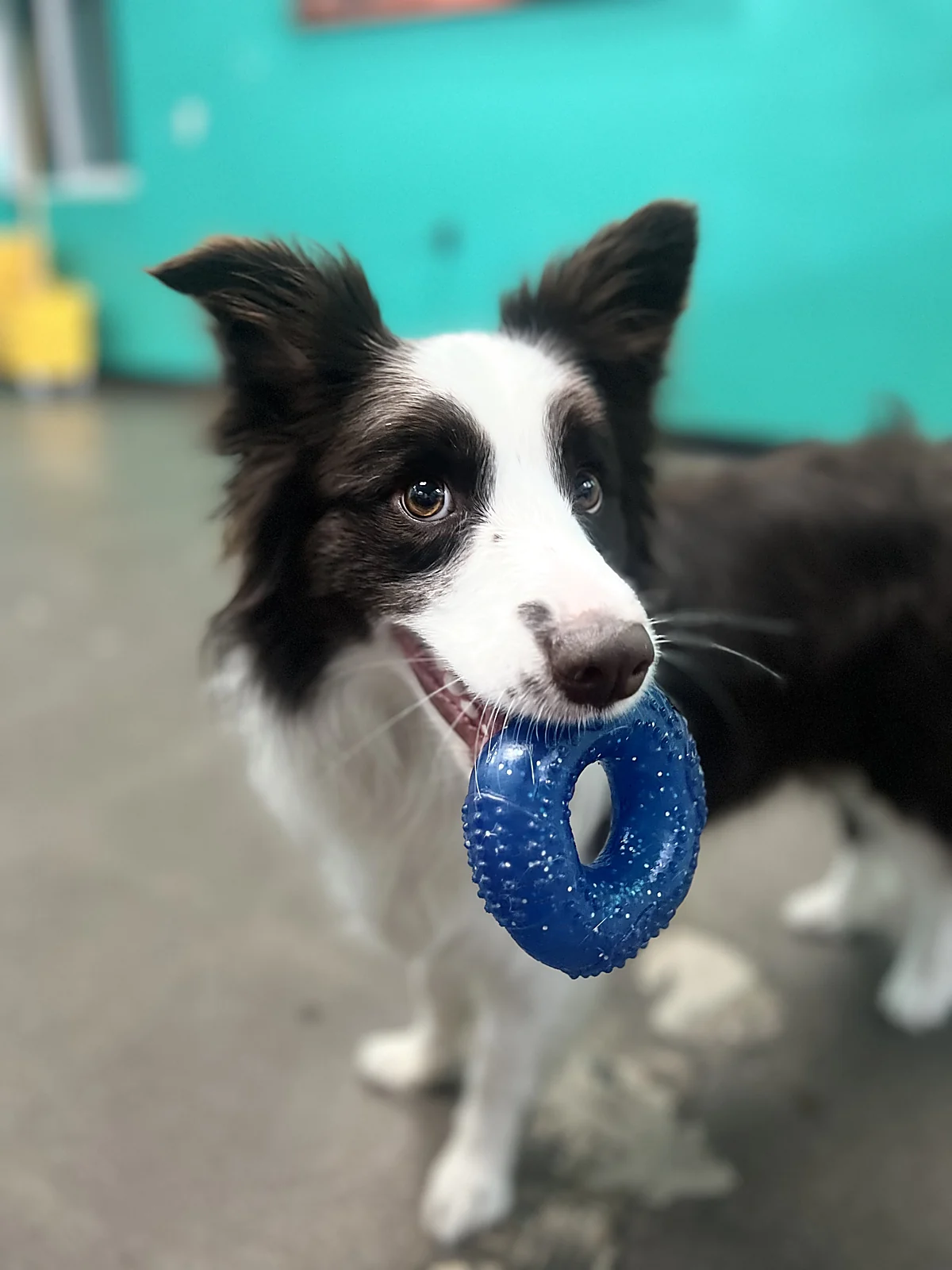 A border collie ready to play at Johnny's Doghouse, Tempe