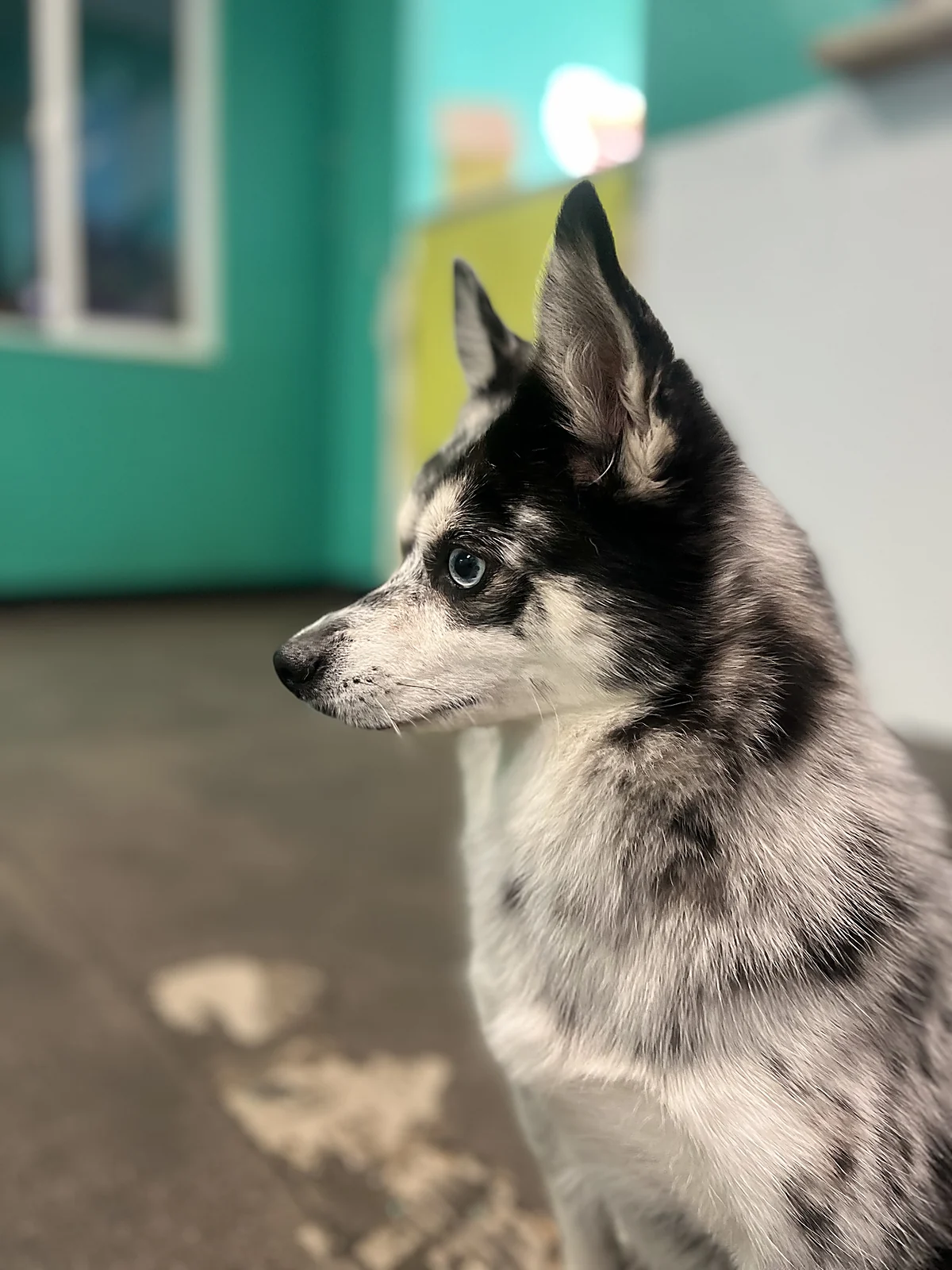 A pomsky in profile at Johnnys Doghouse, Tempe