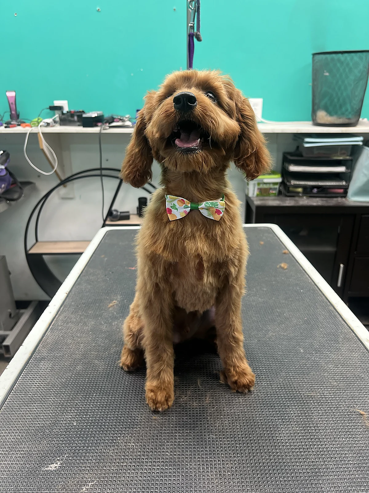 A freshly groomed doodle with a bow tie at Johnny's Doghouse, Tempe